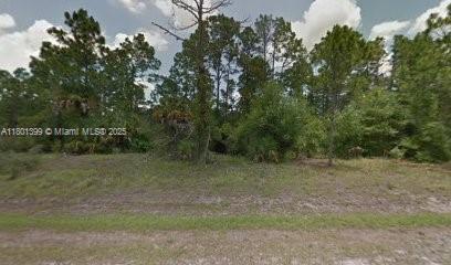 A vacant, wooded lot with tall pine trees and native vegetation under a cloudy sky — 557 Avenida Del Sur, Clewiston FL 33440, CLEWISTON, FL