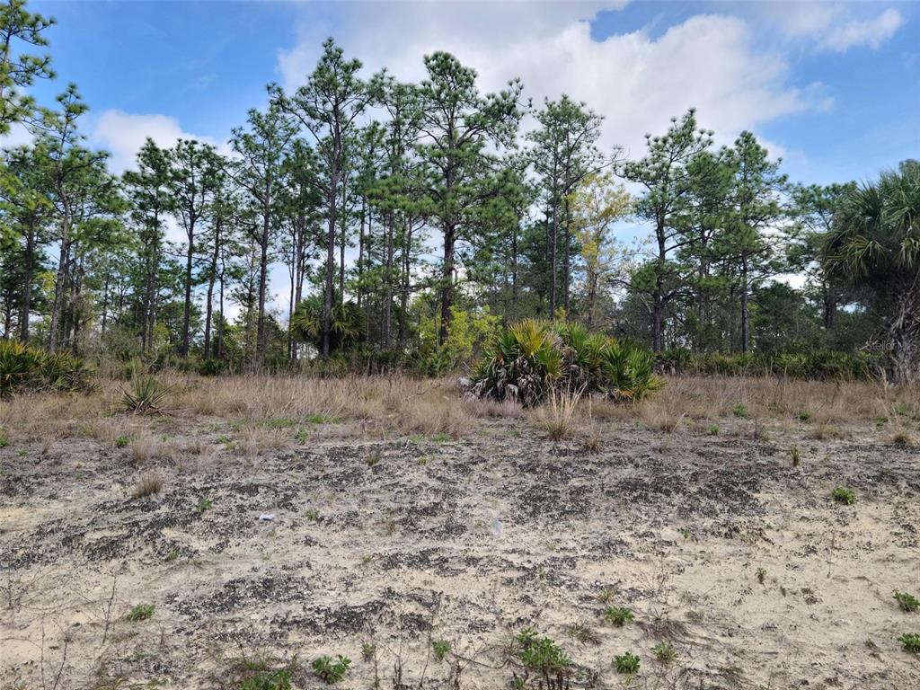 A sandy, undeveloped lot features sparse vegetation and a dense line of pine trees — 12121 THRASHER AVENUE, WEEKI WACHEE, FL
