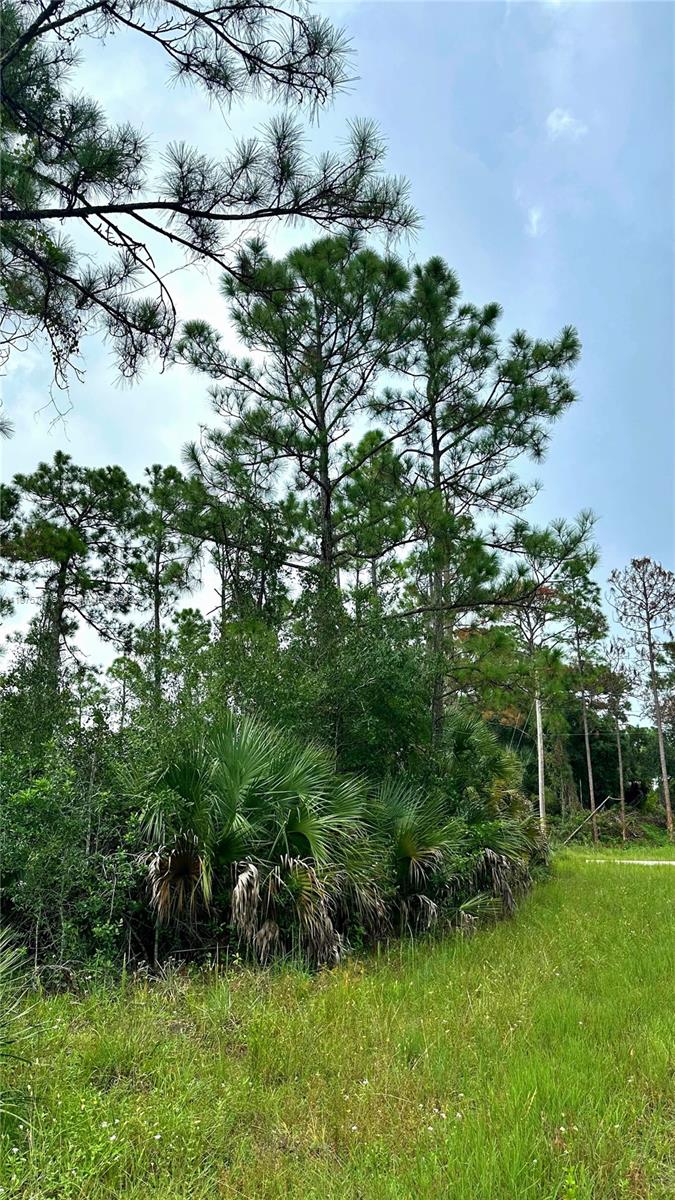 A view of tall pine trees and palmetto bushes bordering an open grassy field — 1247 Rake ST E, Lehigh Acres FL 33974, LEHIGH ACRES, FL