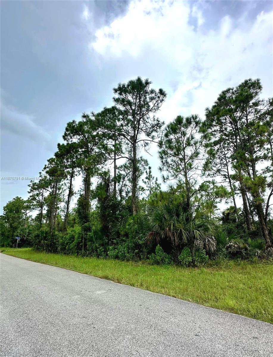 A paved road runs alongside a dense line of pine trees and low-lying vegetation — 1247 Rake ST E, Lehigh Acres FL 33974, LEHIGH ACRES, FL