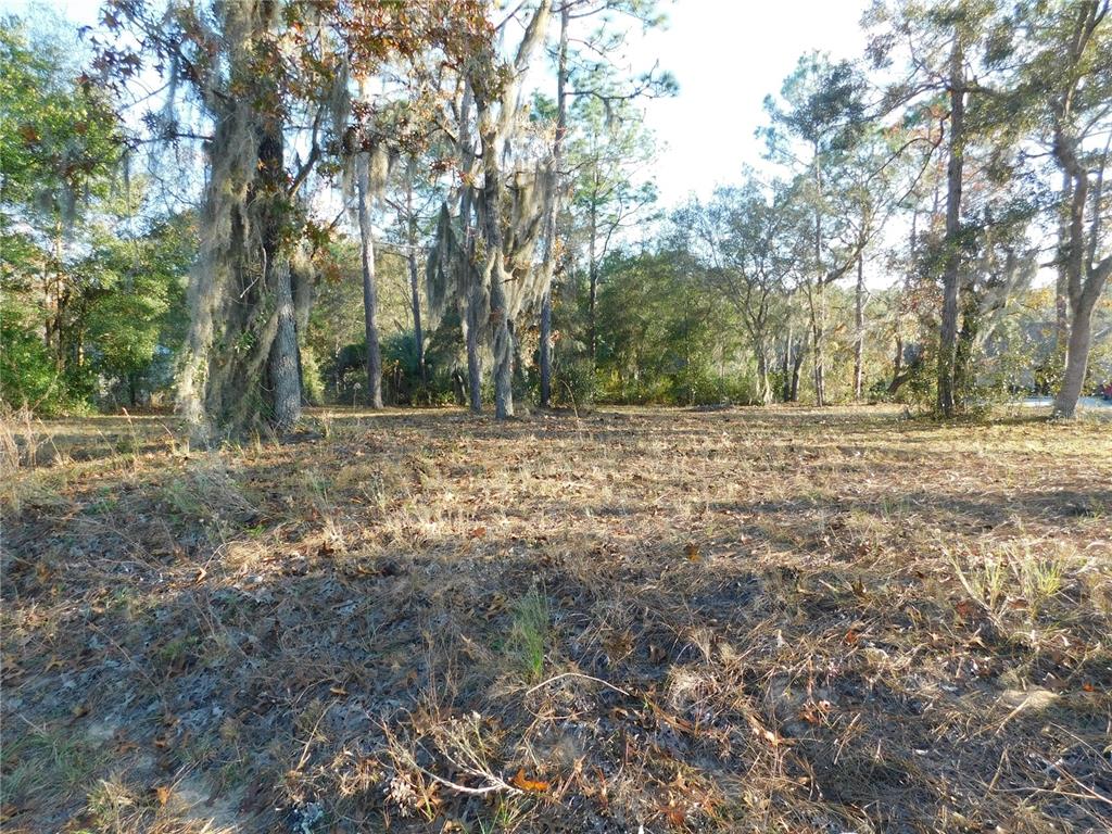 A vacant, wooded lot covered in dry grass and fallen leaves under a bright sky — 4932 E ELIZA COURT, INVERNESS, FL
