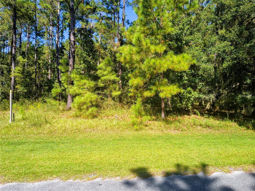 A grassy lot with scattered pine trees and dense woods borders a paved road — NW 148TH LANE, WILLISTON, FL