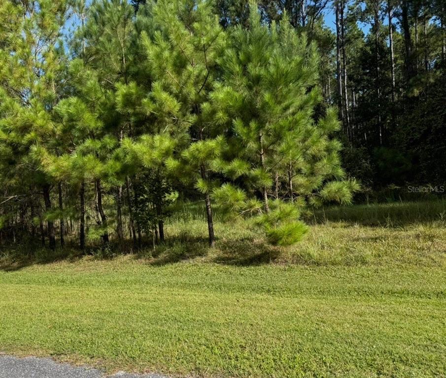 A grassy lot features a cluster of pine trees in front of a wooded area — NW 148TH LANE, WILLISTON, FL