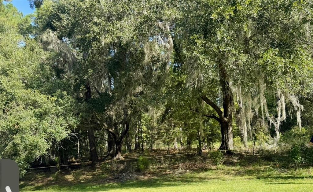 A wooded lot features several large oak trees draped with Spanish moss — NW 148TH LANE, WILLISTON, FL