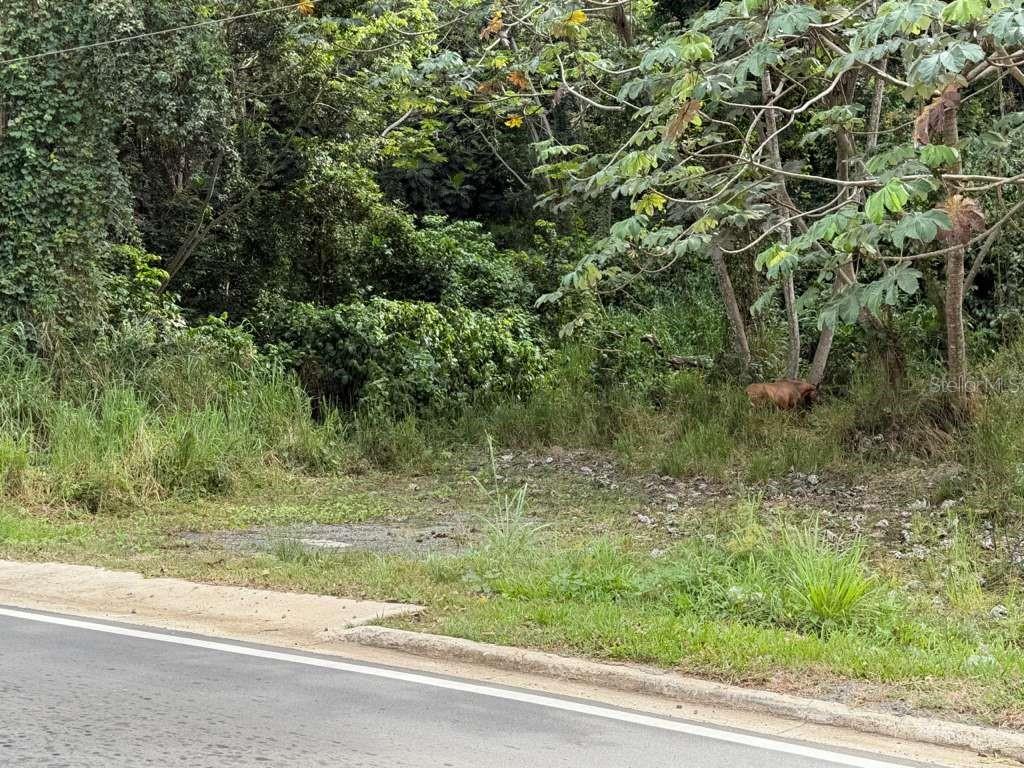 A view of a grassy, wooded vacant lot adjacent to a paved road — RD 978 KM 2.7 CHUPACALLOS WD, CEIBA, PR