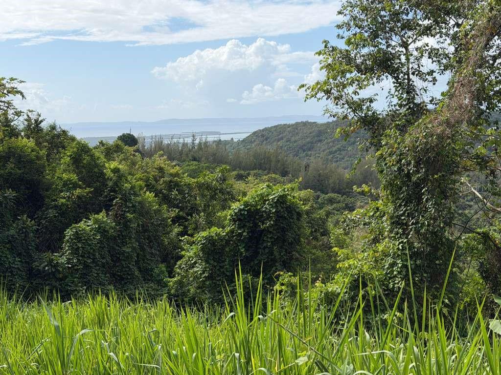 A view of a lush, hilly landscape with dense green vegetation overlooking a distant body of water — RD 978 KM 2.7 CHUPACALLOS WD, CEIBA, PR