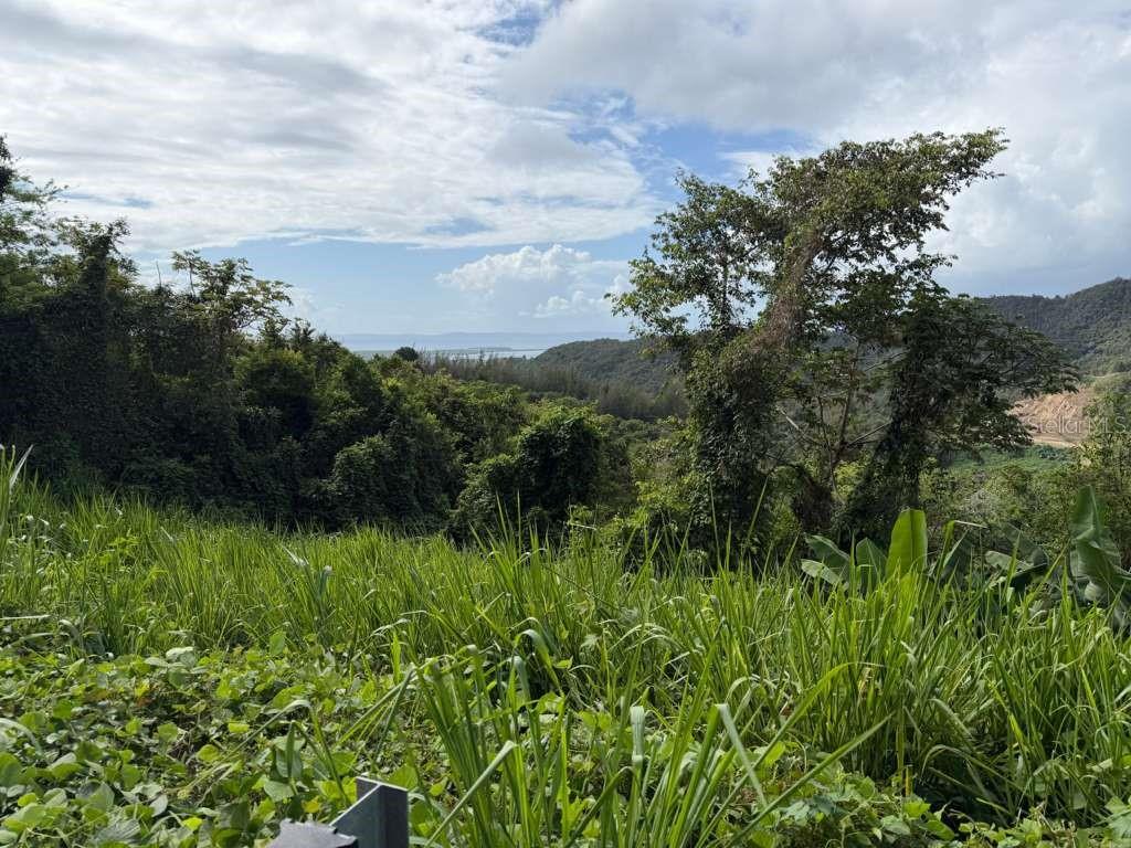 A grassy, sloped lot overlooks a lush valley with distant water under a cloudy sky — RD 978 KM 2.7 CHUPACALLOS WD, CEIBA, PR