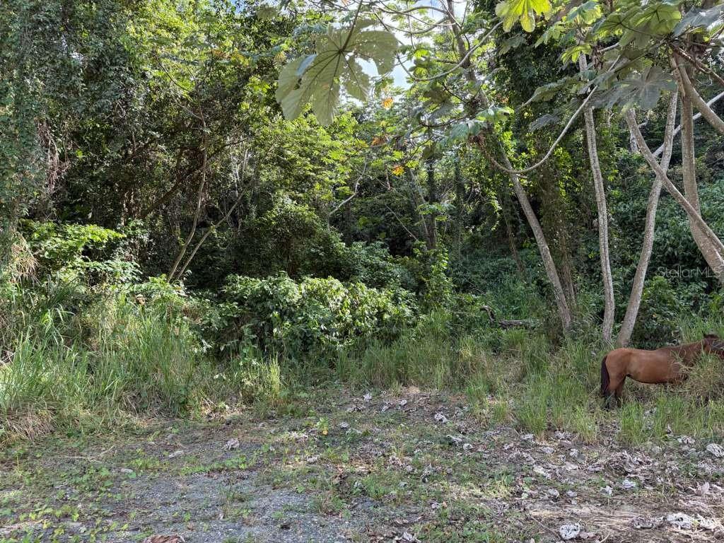 A brown horse stands in a grassy, wooded lot with dense trees and vegetation — RD 978 KM 2.7 CHUPACALLOS WD, CEIBA, PR