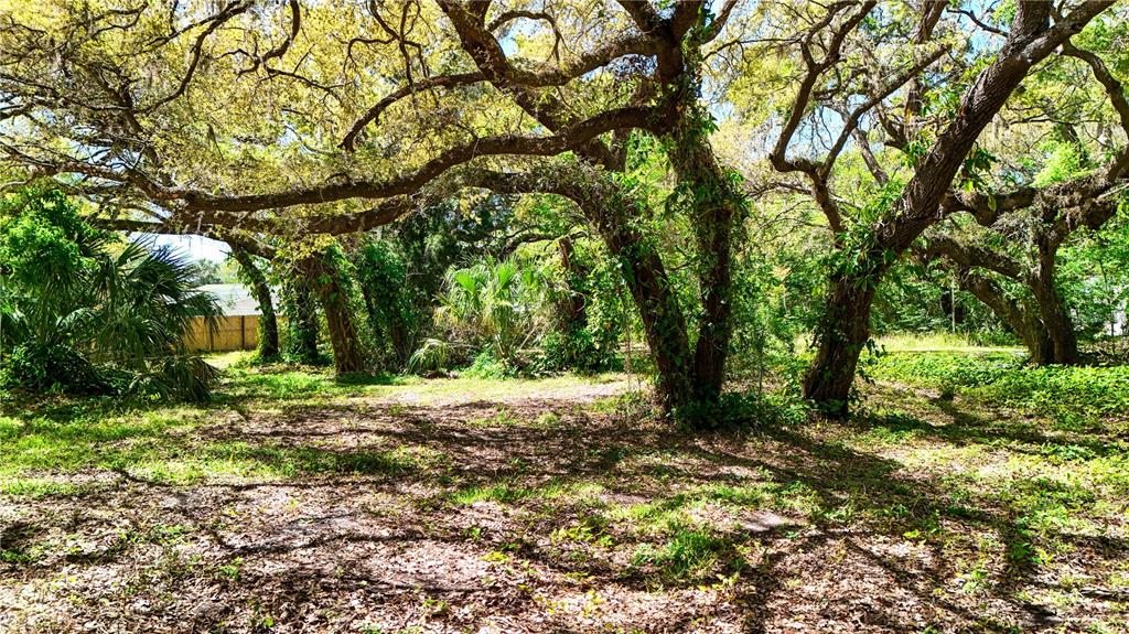 A wooded lot features large, mature oak trees and scattered vegetation under a bright sky — 9240 CRESTON AVENUE, NEW PORT RICHEY, FL