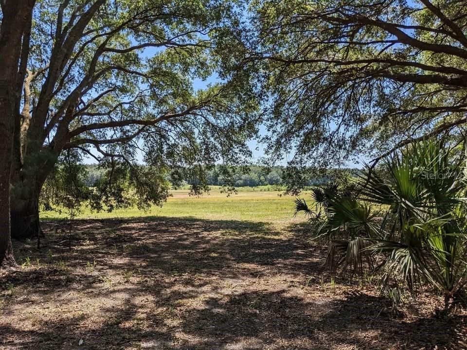 A view of a grassy field framed by large oak trees and a palmetto plant — 00 NW 60TH AVENUE, CHIEFLAND, FL