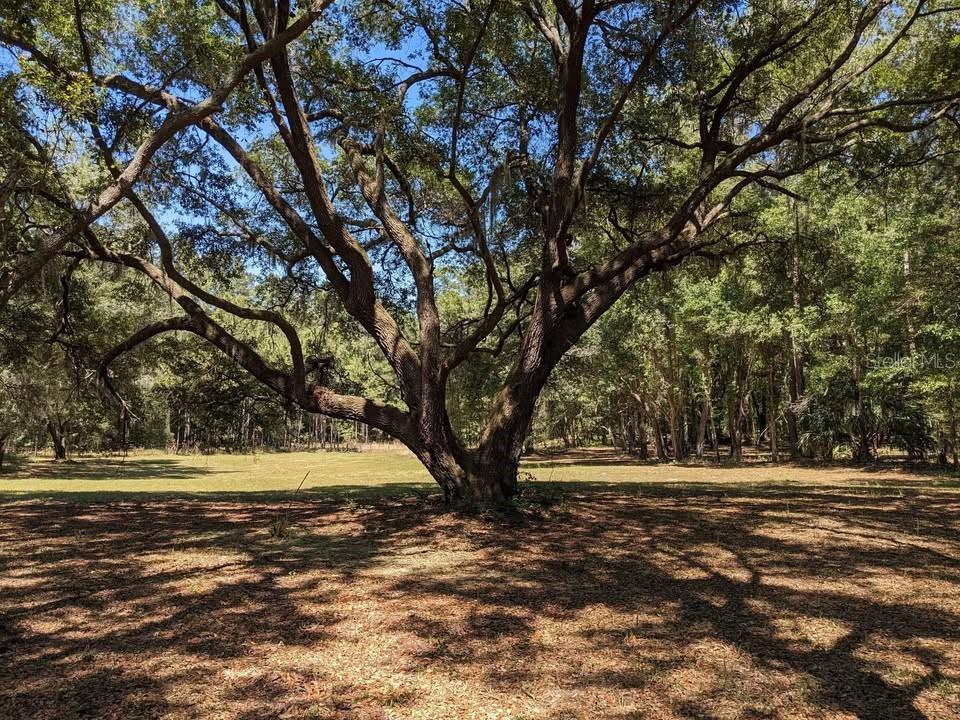 A large, mature oak tree stands in the center of a grassy, wooded lot — 00 NW 60TH AVENUE, CHIEFLAND, FL