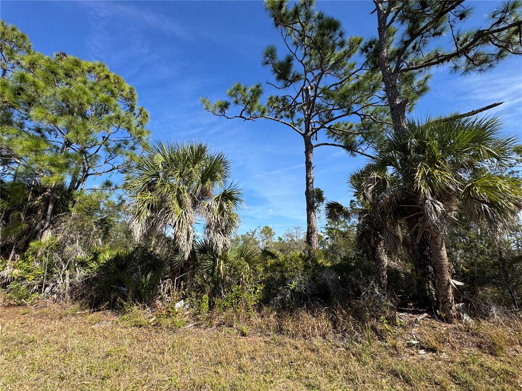 A grassy foreground leads to a dense thicket of palm trees and tall pine trees — 3110 GILLOT BOULEVARD, PORT CHARLOTTE, FL