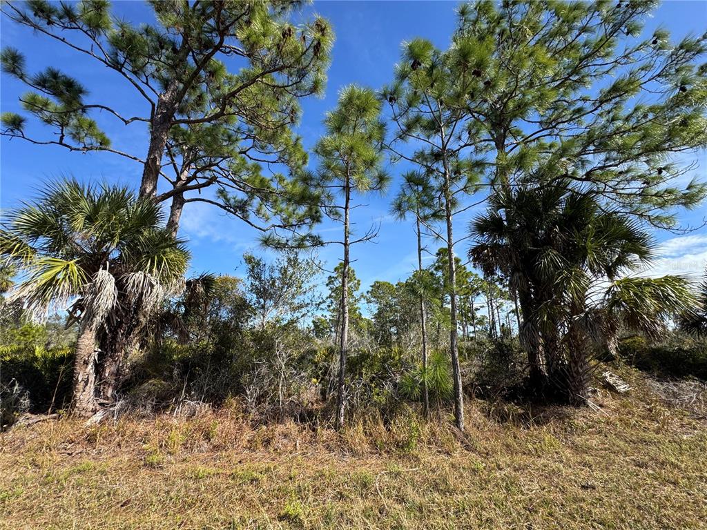 A grassy lot features several tall pine trees and palmettos under a clear blue sky — 3110 GILLOT BOULEVARD, PORT CHARLOTTE, FL