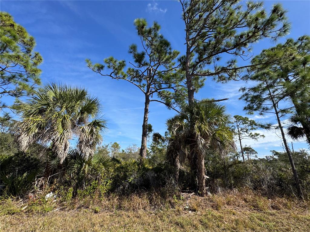 A wooded lot features tall pine trees and palmetto bushes under a clear blue sky — 3110 GILLOT BOULEVARD, PORT CHARLOTTE, FL
