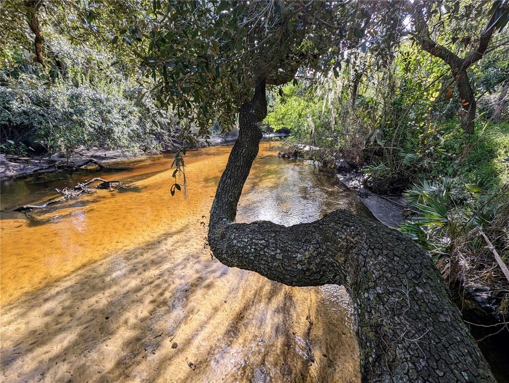 A large, curved tree trunk extends over a shallow, sandy-bottomed creek in a wooded area — 8839 RICHMOND STREET, GIBSONTON, FL