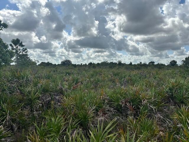 A vast, open field of saw palmetto plants under a bright, cloudy sky — 0 NW 314th Street, Okeechobee FL 34972, OKEECHOBEE, FL