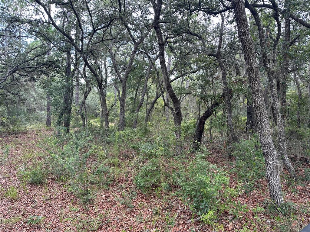 A wooded lot with many trees and a ground layer of fallen leaves and shrubs — 5730 SE COUNTY ROAD 337, MORRISTON, FL