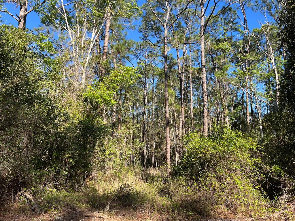 A wooded lot features tall pine trees and dense undergrowth under a clear blue sky — 208 SE 3RD STREET, GEORGETOWN, FL
