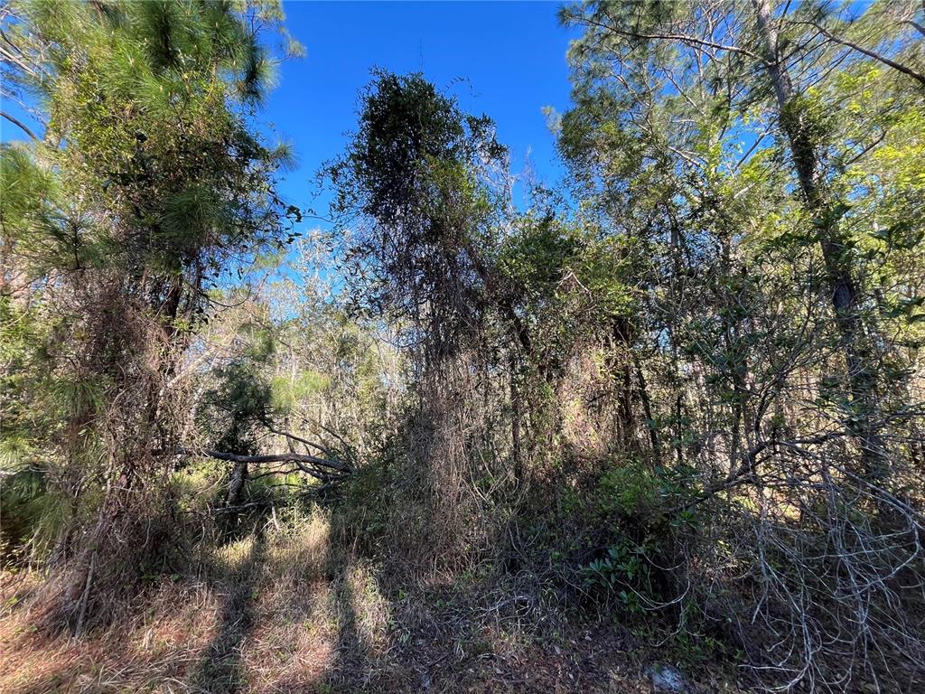 A dense, wooded area features tall pine trees and thick undergrowth with tangled vines — 208 SE 3RD STREET, GEORGETOWN, FL