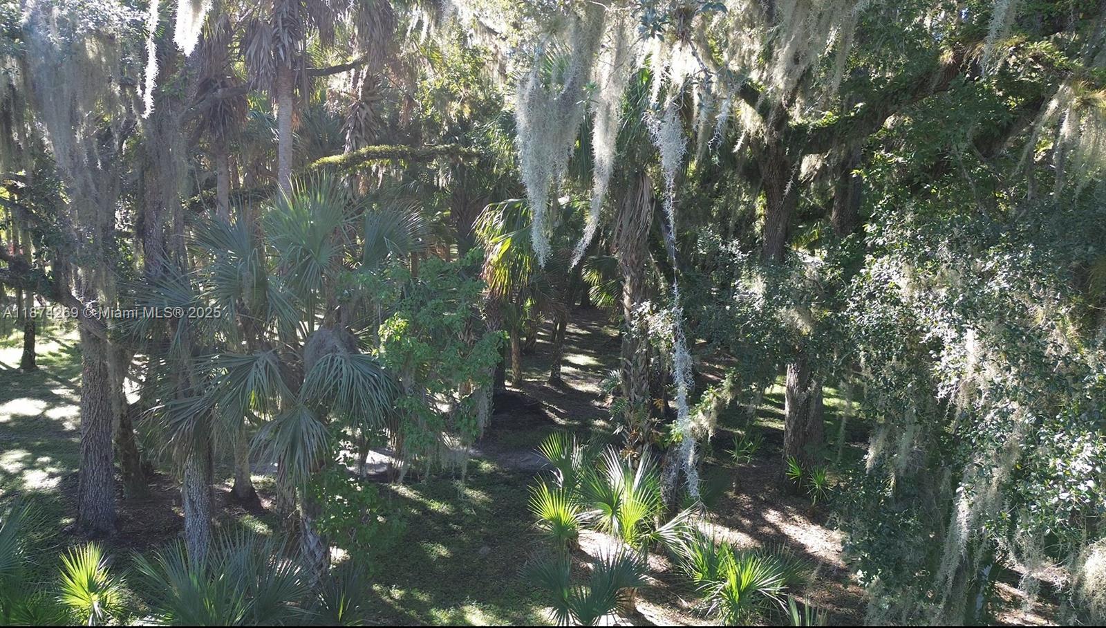A dense, sunlit forest features numerous palm trees and large oaks draped in Spanish moss — 21229 NW 252 Street, Okeechobee FL 34972, OKEECHOBEE, FL