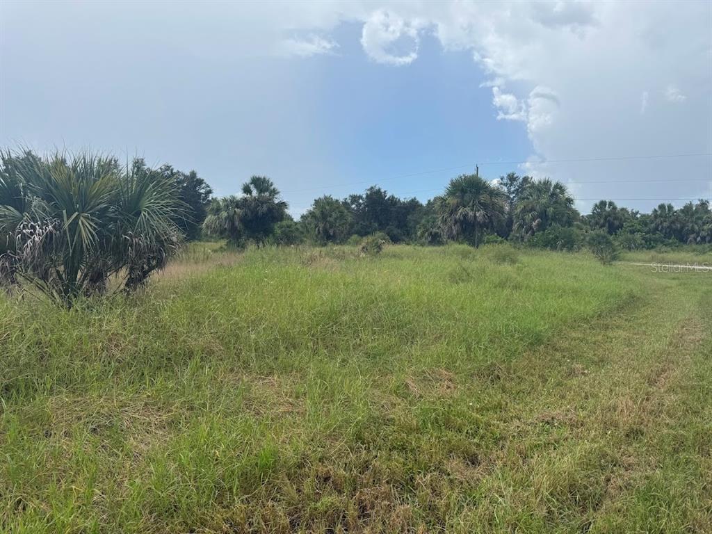 A grassy, undeveloped lot features scattered palm trees and shrubs under a cloudy sky — 20033 & 20041 BUCHANAN AVENUE, PORT CHARLOTTE, FL