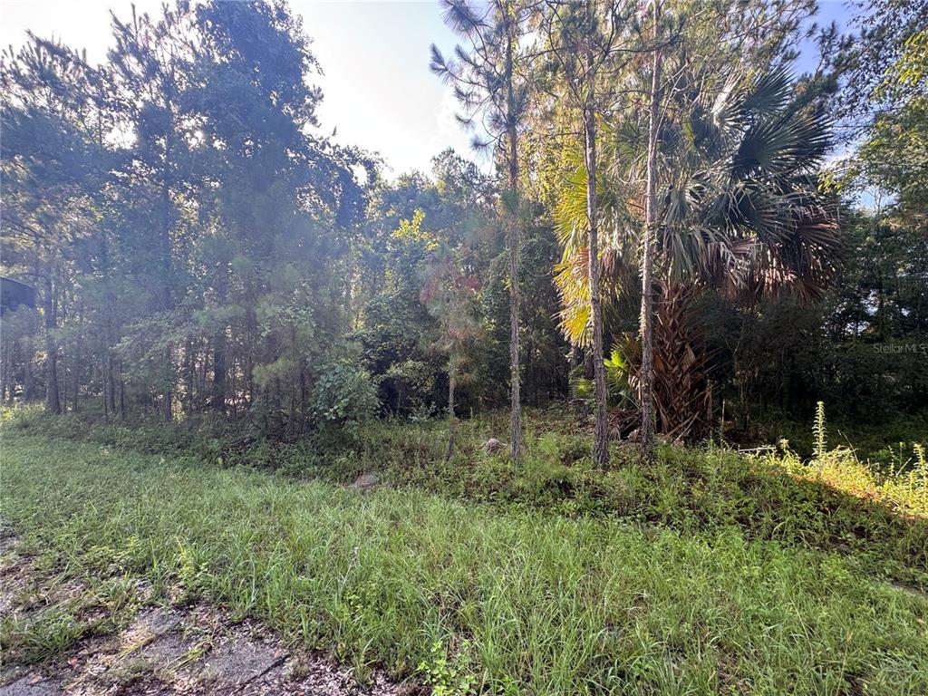 A view of a wooded, undeveloped lot with tall pine trees and dense vegetation — TBD SEQUOIA LOOP DRIVE, OCKLAWAHA, FL