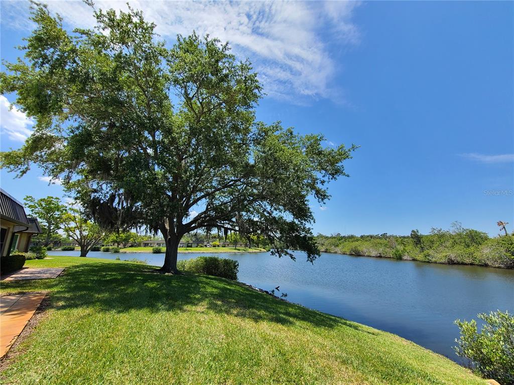 A large tree stands on a grassy lawn beside a lake under a blue sky — 4120 STRATFORD DRIVE, NEW PORT RICHEY, FL