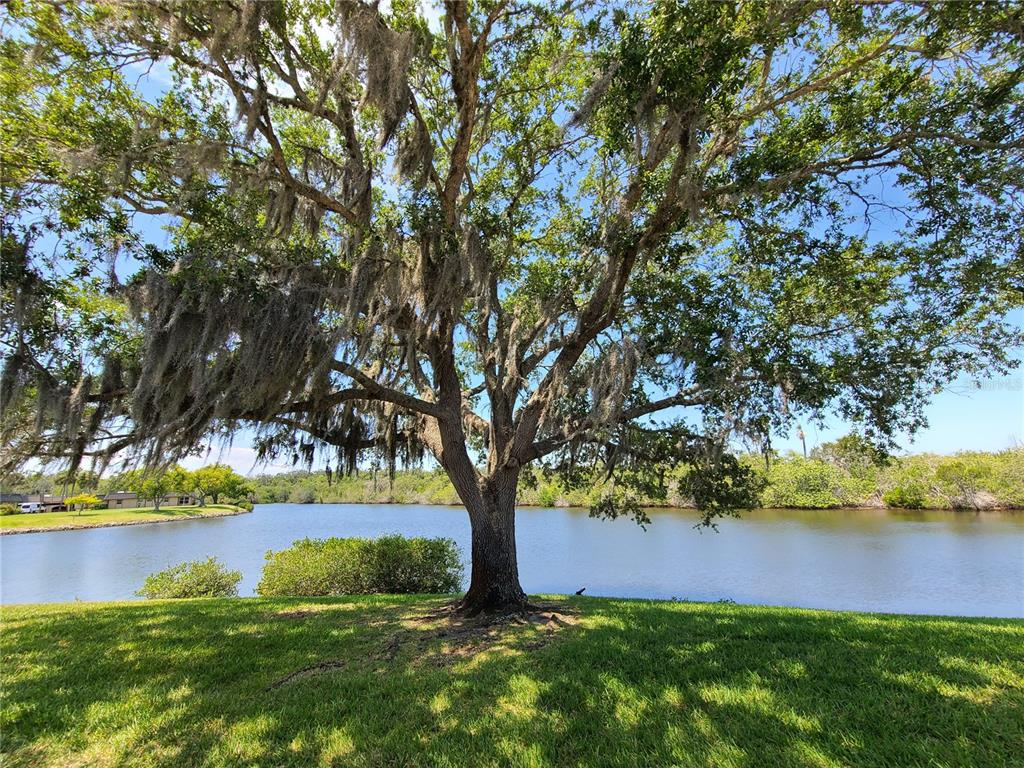 A large oak tree with Spanish moss stands on a grassy lawn beside a lake — 4120 STRATFORD DRIVE, NEW PORT RICHEY, FL