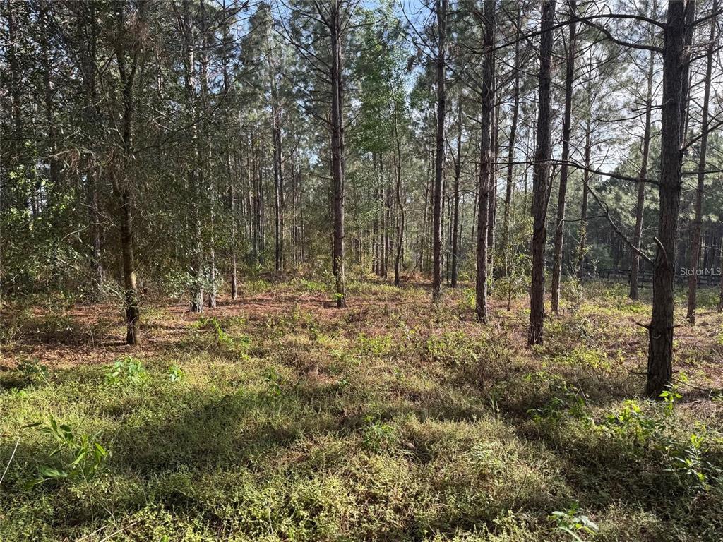 STATE ROAD 44, EUSTIS, FL — photo 3 of 6