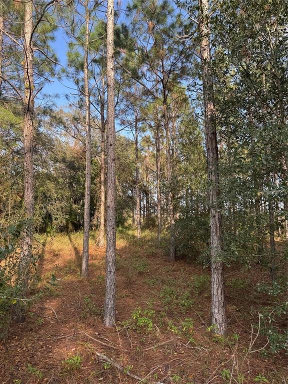 STATE ROAD 44, EUSTIS, FL — photo 4 of 6