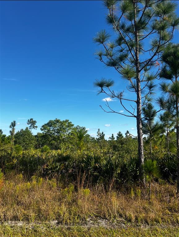 A view of a grassy field with pine trees and dense vegetation under a blue sky — 0 PINNATA DRIVE, LAKE WALES, FL