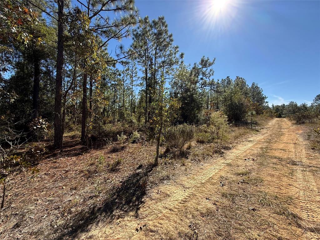 A dirt road runs alongside a wooded area under a bright, sunny sky — 0 MONROE AVE LOT 12-17, HAWTHORNE, FL