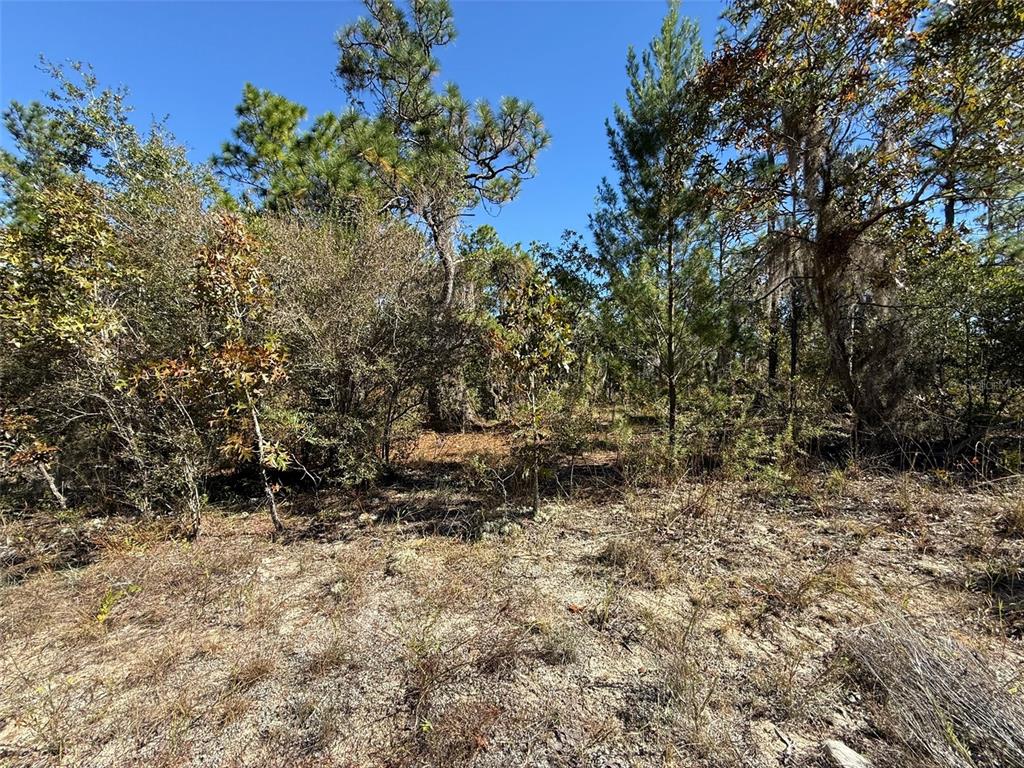 A wooded lot with sandy ground, various trees, and shrubs under a clear blue sky — 0 MONROE AVE LOT 12-17, HAWTHORNE, FL