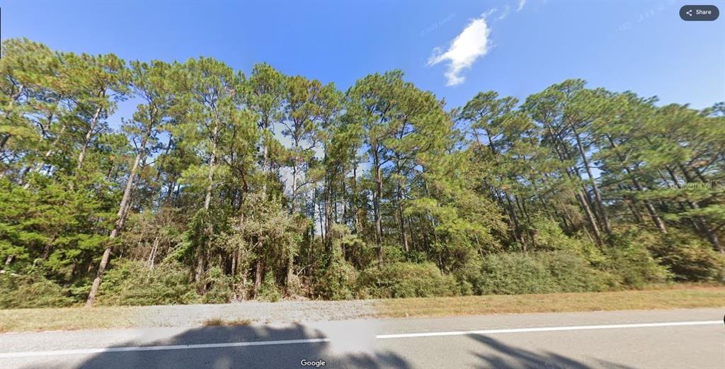 A wooded lot with tall pine trees borders a paved road under a clear blue sky — OLD SPANISH TRAIL, CARYVILLE, FL