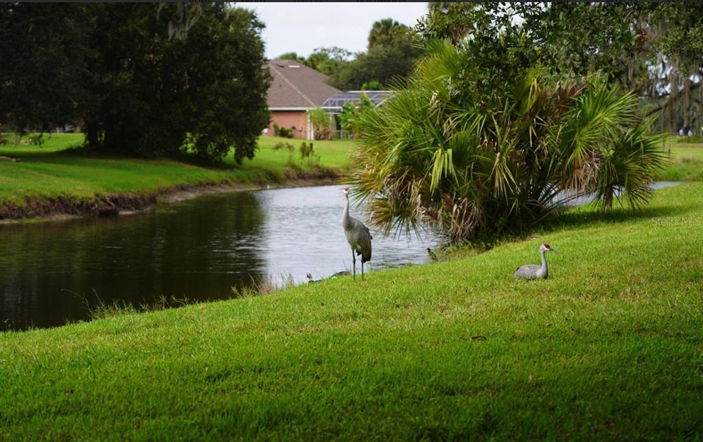 Two sandhill cranes stand on a grassy lawn beside a small pond near a house — 1754 BOAT LAUNCH ROAD, KISSIMMEE, FL