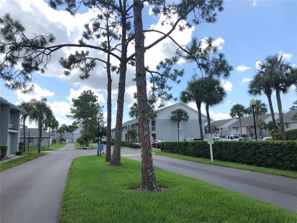A paved road winds through a residential complex with pine trees, palm trees, and apartment buildings — 5613 BLUE SHADOWS COURT UNIT 60-2, ORLANDO, FL
