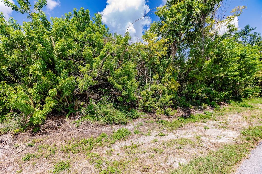 A dense thicket of green trees and shrubs borders a patch of dry, sandy ground — 2113 WONDERWIN STREET, PORT CHARLOTTE, FL