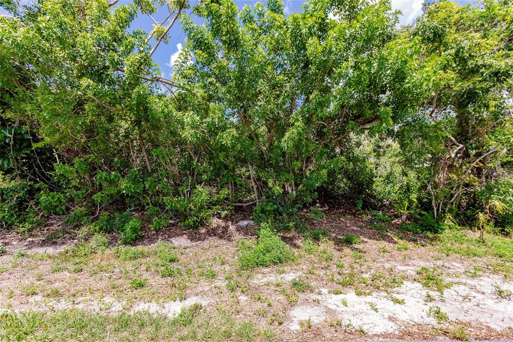 A dense thicket of green trees and shrubs grows on a sandy, partially cleared lot — 2113 WONDERWIN STREET, PORT CHARLOTTE, FL