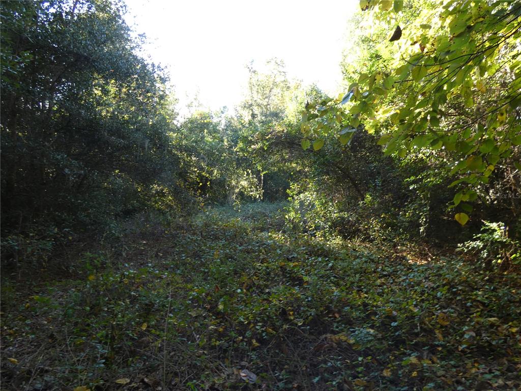 A dense, overgrown wooded lot with thick ground vegetation and surrounding trees — 13701 NE 10TH COURT, CITRA, FL