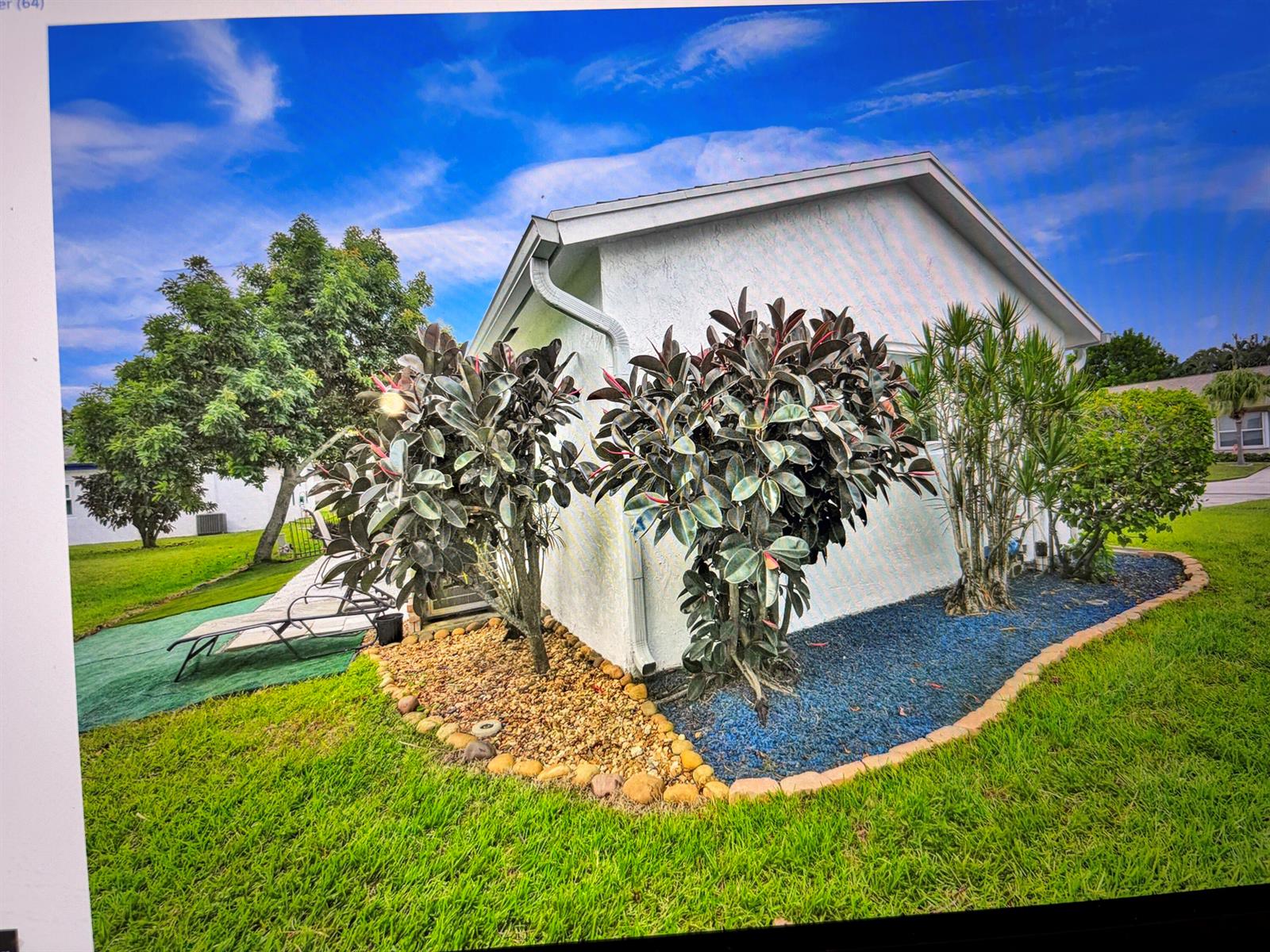 The exterior of a white house features two large rubber plants and blue mulch landscaping — 6309 Silver Moon Lane, FL 33463, FL