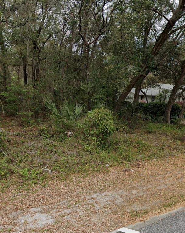 A wooded, undeveloped residential lot with dense trees and brush viewed from a paved road — 101 PINEY WOODS ROAD, APOPKA, FL