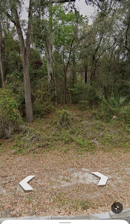 A wooded, undeveloped residential lot covered in fallen leaves and surrounded by mature trees — 101 PINEY WOODS ROAD, APOPKA, FL