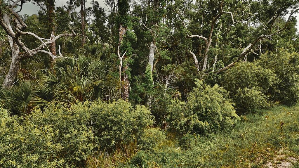 A dense, wooded area features tall trees, thick underbrush, and several palmetto plants — LOTS 10,11,12,13 ADAMS BEACH ROAD, PERRY, FL