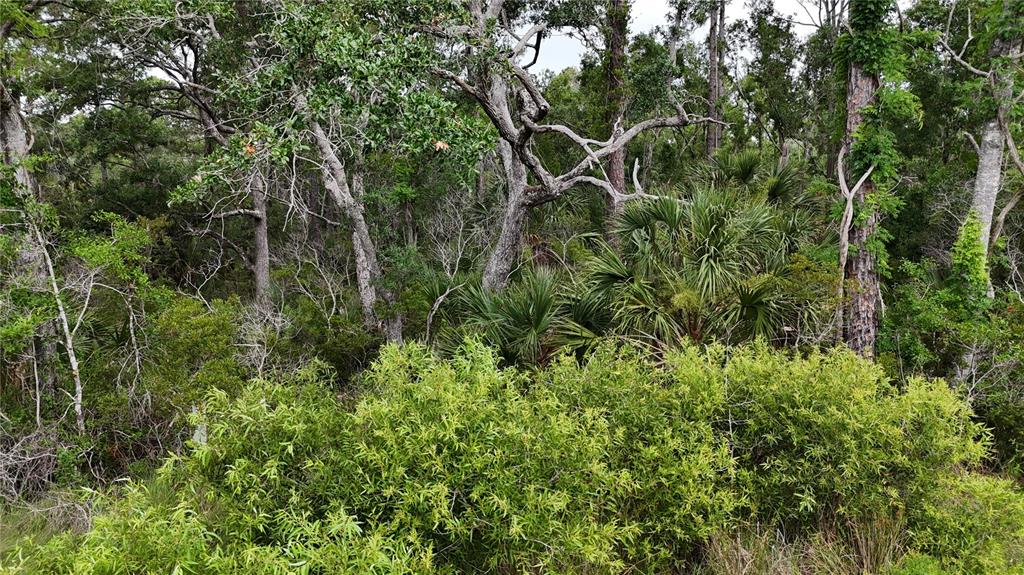 A dense, wooded lot featuring various trees, shrubs, and palmettos under an overcast sky — LOTS 10,11,12,13 ADAMS BEACH ROAD, PERRY, FL