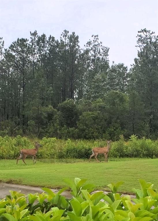 Two deer stand in a grassy yard in front of a dense pine forest — 17589 GARSALASO CIR, BROOKSVILLE, FL