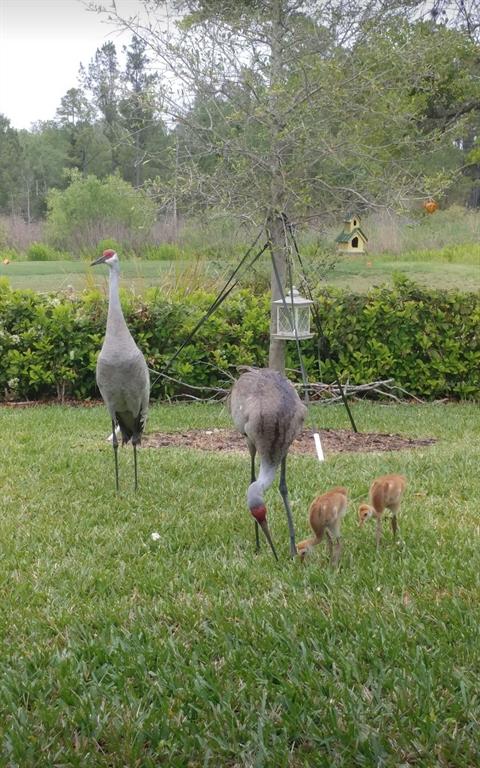 Two adult sandhill cranes and two chicks forage in a grassy backyard near a tree — 17589 GARSALASO CIR, BROOKSVILLE, FL