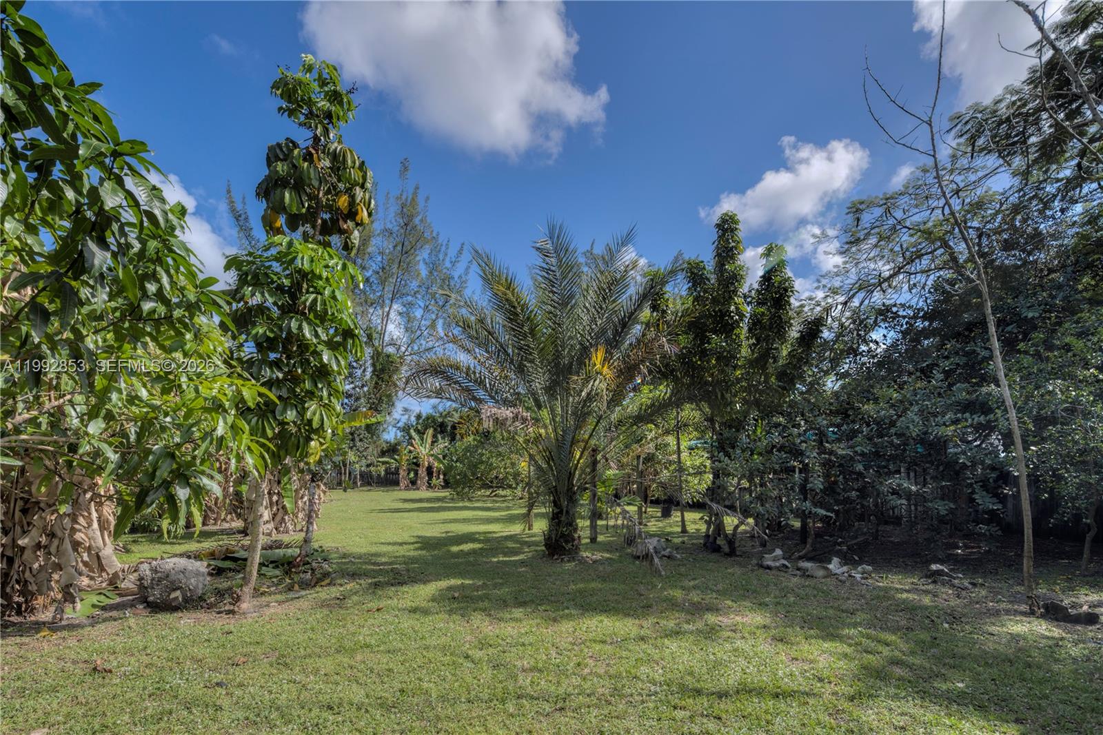 A grassy backyard features a large palm tree surrounded by various trees and shrubs — 14115 NW 5th Ave # 1, Miami FL 33168, MIAMI, FL