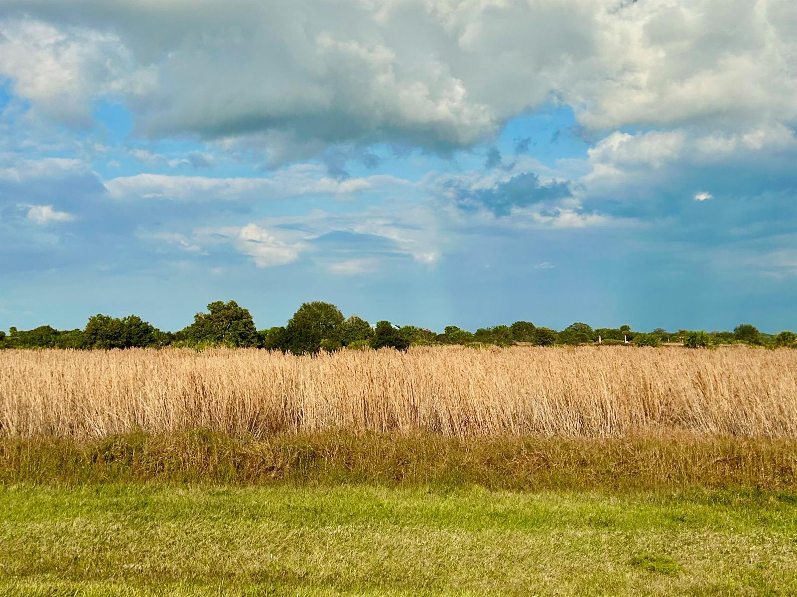 A wide, golden field of tall grass sits beneath a cloudy blue sky — 6635 SE 26th Trail, Okeechobee FL 34974, OKEECHOBEE, FL