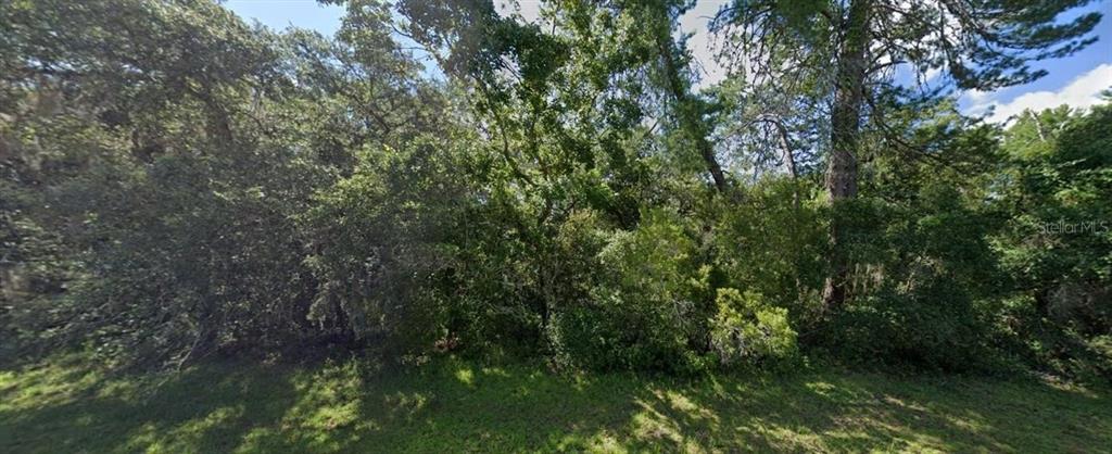 A dense, wooded lot features a variety of mature trees and thick underbrush — SW 19TH AVENUE ROAD, OCALA, FL