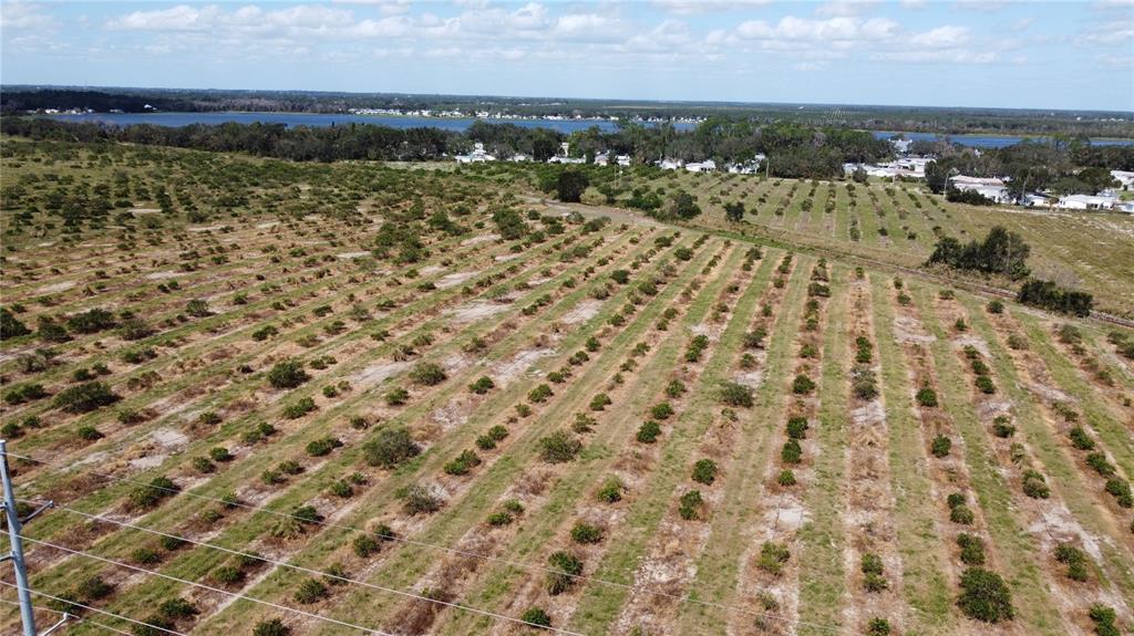 An aerial view shows a large, cultivated citrus grove with rows of trees near water — 3162 POWER LINE ROAD, AVON PARK, FL